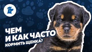 Чем и как часто кормить щенка