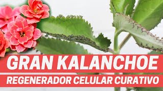 KALANCHOE, PLANTA MEDICINAL POR EXCELENCIA, Curalotodo o siempreviva, Plantas medicinales 2020