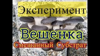 Супер способ выращивания грибов Смешанный субстрат Солома Листья Опилки Обзор зарастания Мицелия