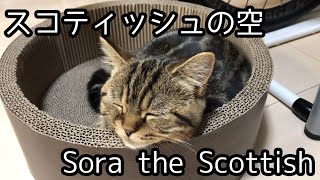 #1 スコティッシュフォールド(立ち耳）の空です！