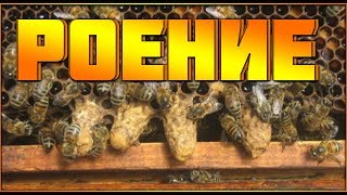 Роение пчел.Первые признаки