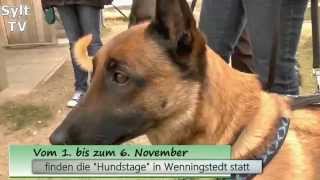 Wenningstedt - Hundstage und Hundemesse 2015