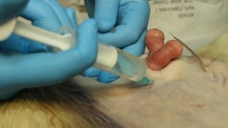 Операция на пупке у телёнка. Operation on the navel at the calf EN SUB