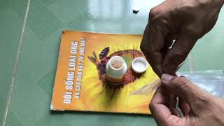Cho chim cu gáy ăn sữa ong chúa thì gáy khỏi phải lo