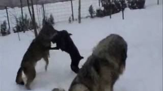 wolf and Doberman dancing in the snow