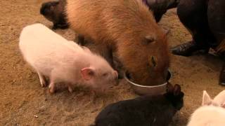 カピバラ　（渋川動物公園篇）まだまだ若い者には・・・