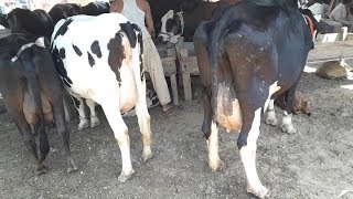 Australian Frezian Cross Cows For Sale In Janwar Mandi Doli Shaeed Jhang