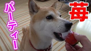 柴犬小春　【４K】こっそり贅沢！でっかい苺パーティー！家族に内緒やな・・・