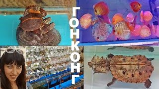 Гонконг Рынок Золотая Рыбка, Коулун