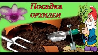 ПОСАДКА ДЕНДРОФАЛЕНОПСИСА. Комнатное цветоводство