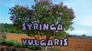 Syringa vulgaris - Lilo - Lilac