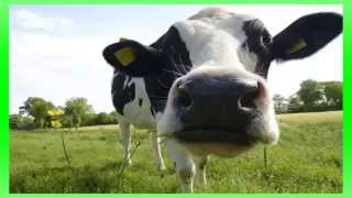 efeito sonoro de mugido de vaca - sound effect of cow's mooing -  गाय के राँभना के लिए ध्वनि प्रभाव