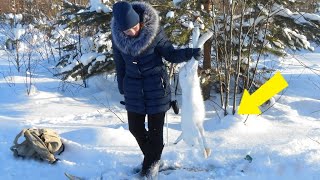 Жесть!!! Собака провалилась под лёд! Охота на ЗАЙЦА. Охота на зайца с гончей 2020.