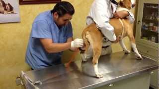 Inseminacion Artificial de perros