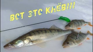 Вот это горбачи! Ловля окуня, щуки, судака на блёсна и жерлицы! Отличная рыбалка весной!