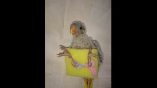 Как вылечить шпагат у птенца попугая
