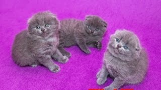 ГОЛУБЫЕ БРИТАНСКИЕ ВИСЛОУХИЕ КОТЯТА 5 НЕДЕЛЬ ПРИУЧАЕМ КОТЯТ К ЛОТКУ