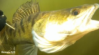 подводная охота на судака на реке Днепр.За прозраком в г.Запорожье.spearfishing