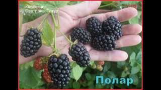 Ежевика в Беларуси. Польский сорт ПОЛАР .