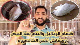 مشاكل نقص الكالسيوم عند الحمام وعلاجها