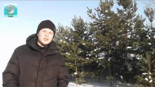 Хозяин леса