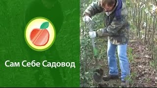 Выкапываем саженцы и прикапываем их на хранение.
