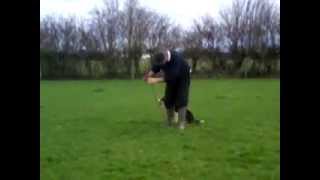 Fully Trained 2 Year Old Sheepdog