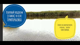 Рыбалка на платном водоеме ( ставке) в селе Григорьевка Запорожского района.