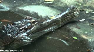 Bronx Zoo Gavial Cooperates for Video