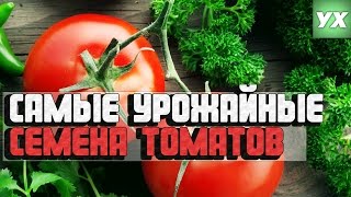 Самые урожайные семена томатов