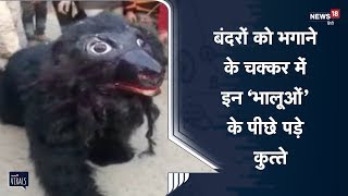Shahjahanpur: Monkey को भगाने के चक्कर में इन 'भालूओं' के पीछे कुत्ते पड़ गए l Viral Video