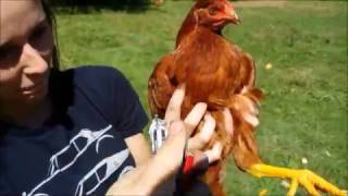 ЧТО БУДЕТ - ЕСЛИ В КУРИЦУ ЗАСУНУТЬ ПЕТАРДУ!!!!!!!!!!