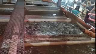 Кормление Африканского сома, отделение товарной рыбы. Feeding of Clarias gariepinus