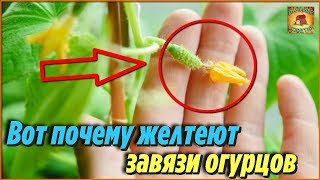 Вот почему желтеют и засыхают завязи огурцов и что делать в таком случае. Дачные советы