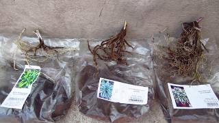 Агро-Маркет (agro-market) Посадка саженцев (2 часть) Хосты.