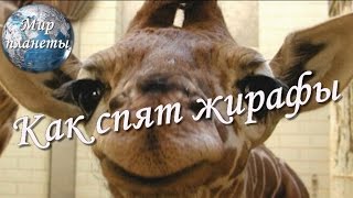Как спят жирафы