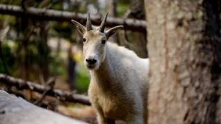 Washington - Enchantments - Canon 5D Mark II - Glidecam HD 4000 | DEVINSUPERTRAMP