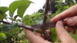 Apple tree graft follow up summer 2011