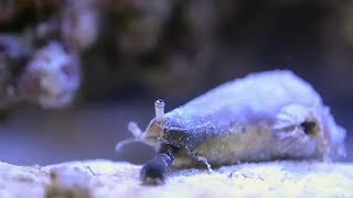 海水水槽をはじめてみた　part7　茶苔の台頭