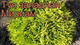 Туя западная Мириам (thuja occidentalis mirjam) ? туя Мириам обзор: как сажать саженцы туи Мириам