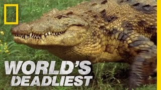 Croc Trap | World's Deadliest