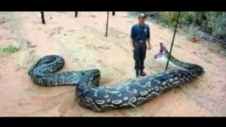 Biggest Snakes in the World! SnakeBytesTV