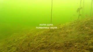 Зимняя рыбалка. Подледная съемка. Большая щука. Окуни .игра балдой под водой