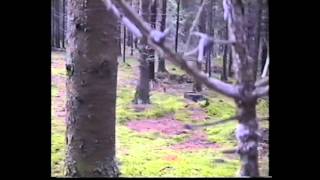 Сказка о девочке Софьюшке в лесу