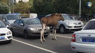 Как ловили лося в Москве в районе Выхино  15.09.17
