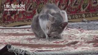 Кошке повезло, в этот раз...