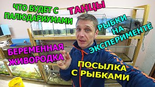 Огромная самка меченосца, судьба палюдариумов, посылка с рыбками, зоомагазин,  будни аквариумиста