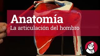 Anatomía: La articulación del hombro