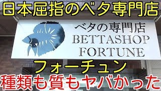 【アクアリウム】日本屈指のベタ専門店フォーチュンPart1