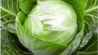 طريقة شراء وسلق و تقطيع الكرنب (الملفوف)